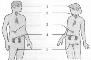 Какие железы обозначены на рисунке. Тест 3 эндокринная система. На рисунке железа смешанной секреции обозначена цифрой. Какой гормон вырабатывает железа обозначенная на рисунке цифрой 1. Эндокринная система тест 8 класс вариант 1 2.